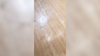 jasmine fresh onlyfans sex stream leaks pack part 4